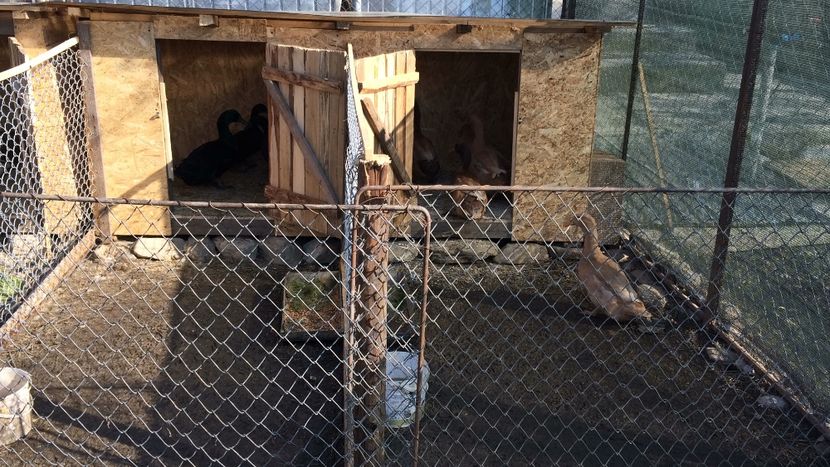 D6109330-DDAD-4D71-B46D-EF4B40A540E2 - Palmipede 2019