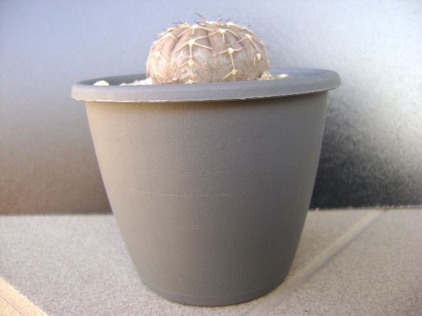 Gymnocalycium stellatum - Cactusi 2019 Gymnocalycium