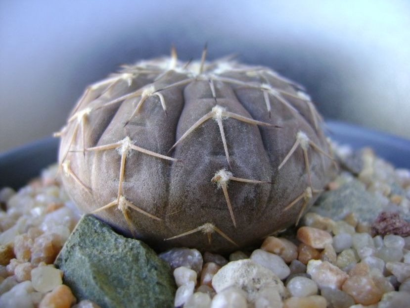 Gymnocalycium stellatum - Cactusi 2019 Gymnocalycium