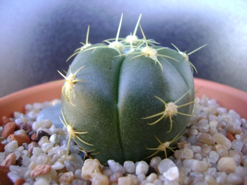 Gymnocalycium horstii - Cactusi 2019 Gymnocalycium