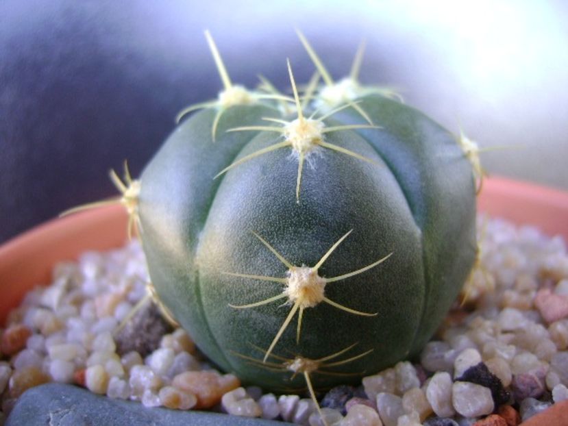 Gymnocalycium horstii - Cactusi 2019 Gymnocalycium