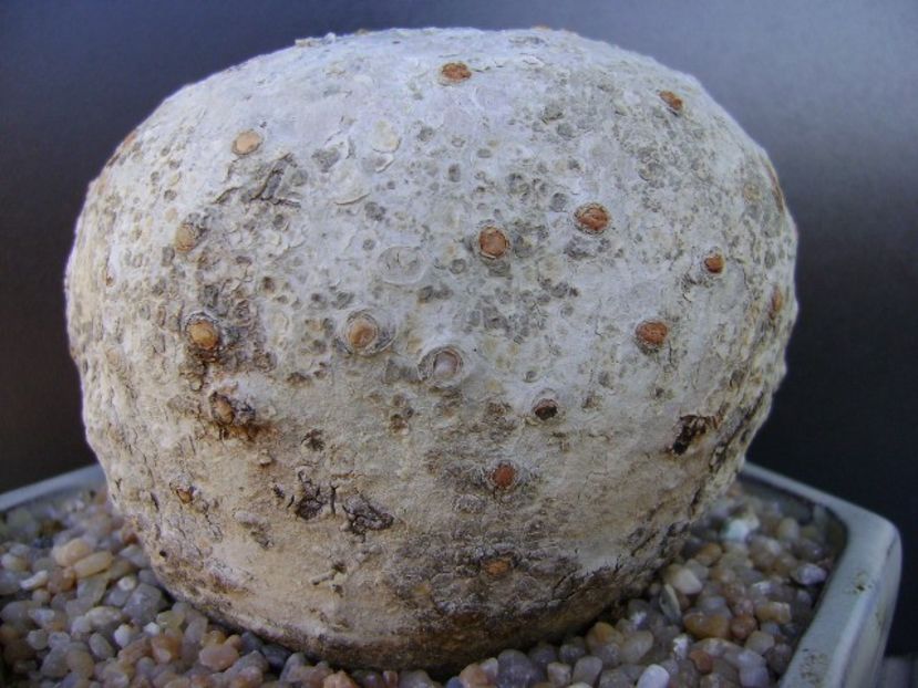 Jatropha berlandieri (Cathartica sau Buddha belly) - Caudiciforme si bulbi 2019