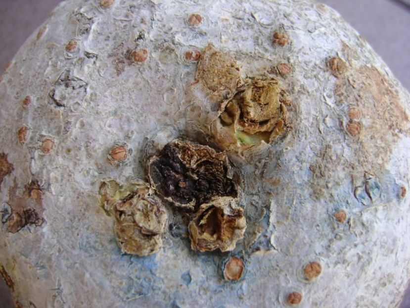Jatropha berlandieri (Cathartica sau Buddha belly) - Caudiciforme si bulbi 2019
