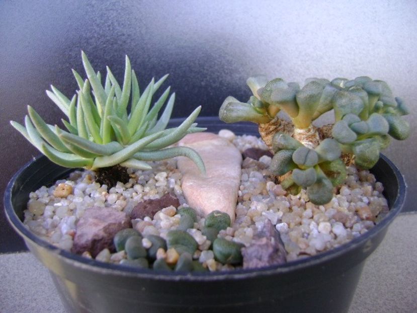 Marlothistella ubiondalensis & Aloinopsis schooneesii - Caudiciforme si bulbi 2019
