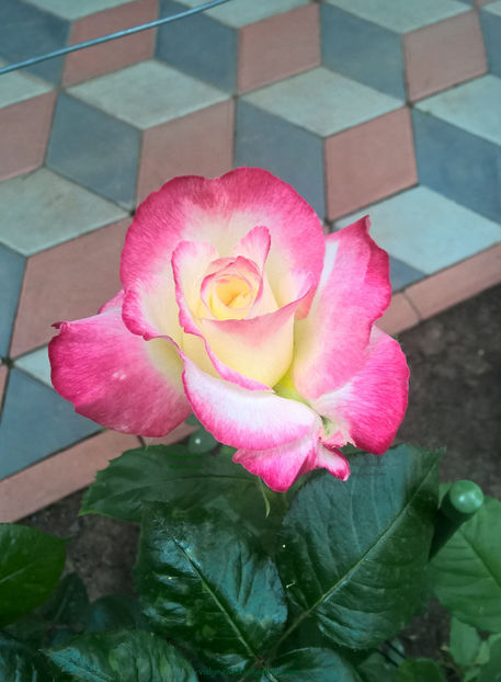 valynedelcu@yahoo.com peisaje0508 - Double-Delight