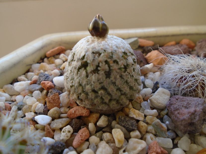 Turbinicarpus valdezianus, MM 96 Tecolotes, Zac. - Cactusi 2019