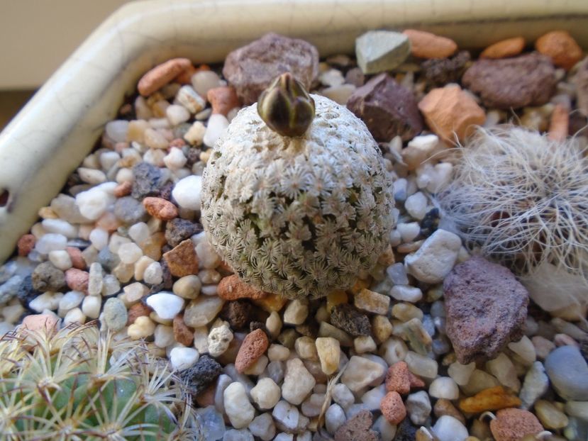 Turbinicarpus valdezianus, MM 96 Tecolotes, Zac. - Cactusi 2019