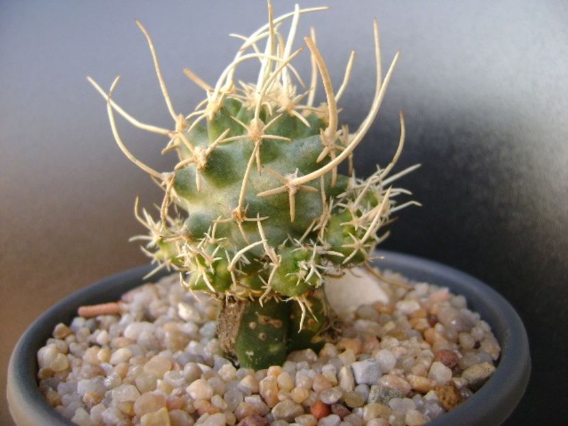 Pediocactus peeblesianus ssp. fickeisenii - Cactusi 2019