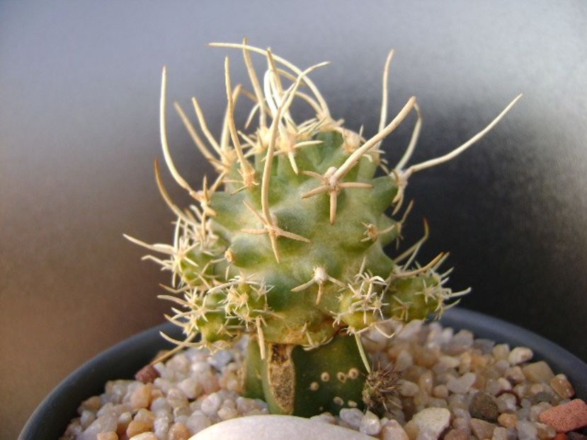 Pediocactus peeblesianus ssp. fickeisenii - Cactusi 2019