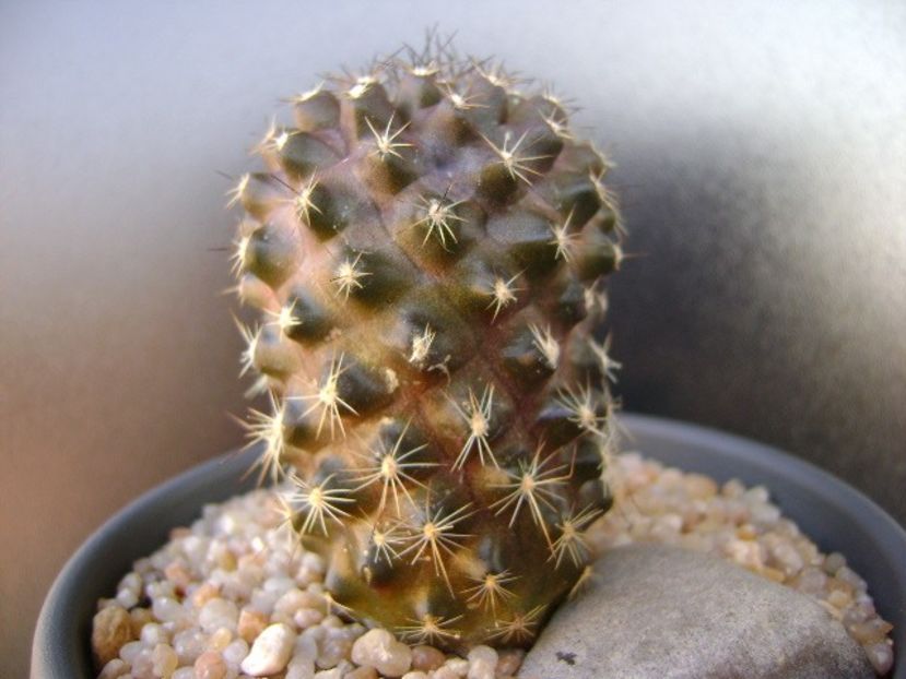 Copiapoa humilis ssp. tenuissima - Cactusi 2019