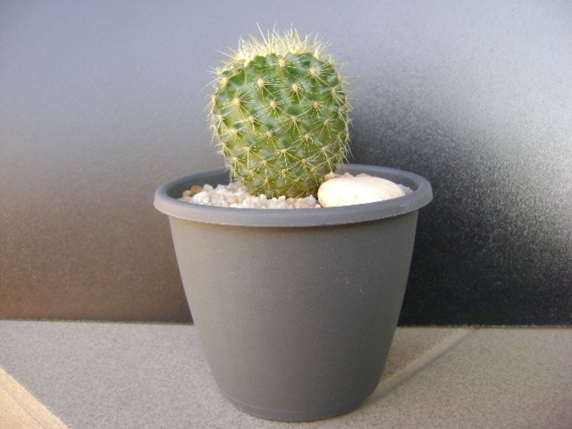 Neoporteria (Eriosyce) subgibbosa - Cactusi 2019