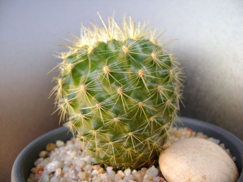 Neoporteria (Eriosyce) subgibbosa - Cactusi 2019