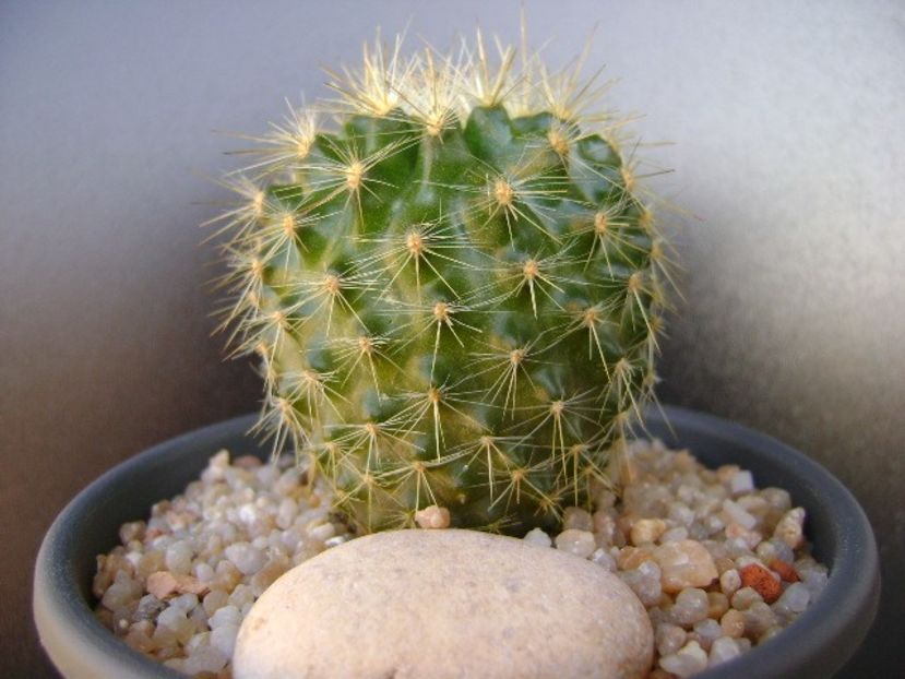Neoporteria (Eriosyce) subgibbosa - Cactusi 2019