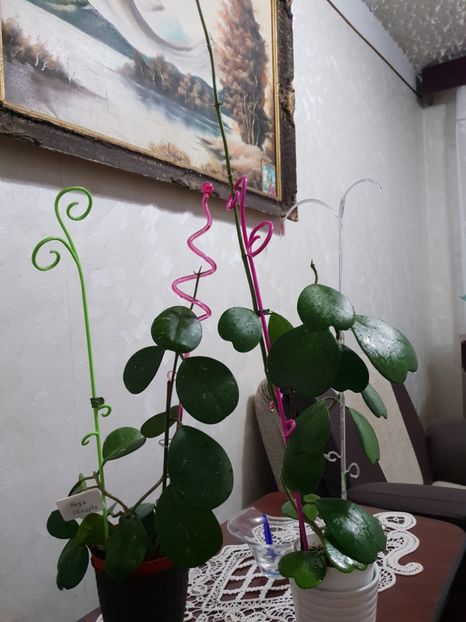 Obovata si kerry - Hoya 2019