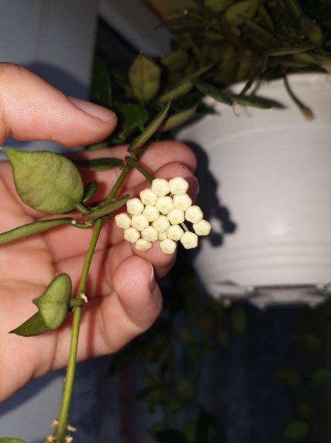 Lacunosa - Hoya 2019