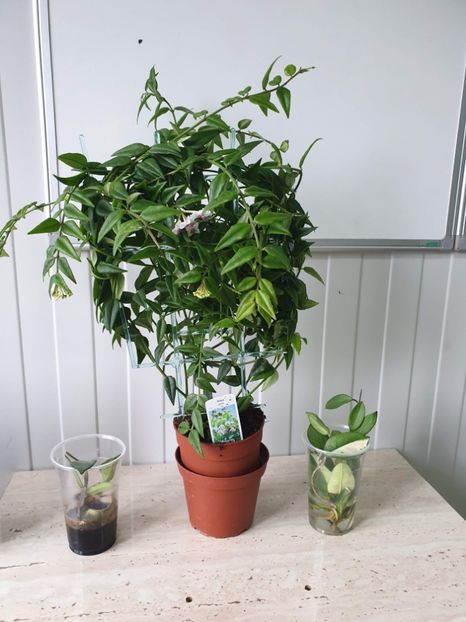 Bella - Hoya 2019
