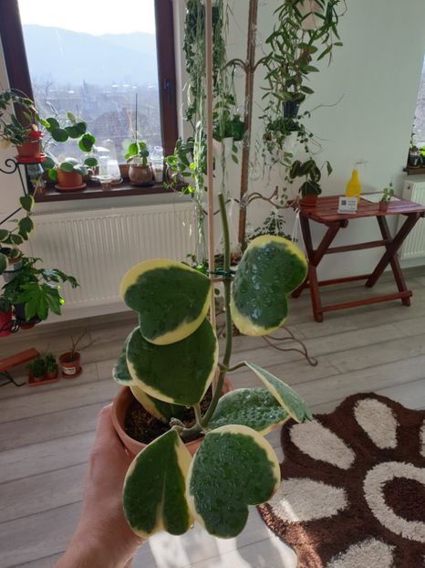 Kerry variegata - Hoya 2019