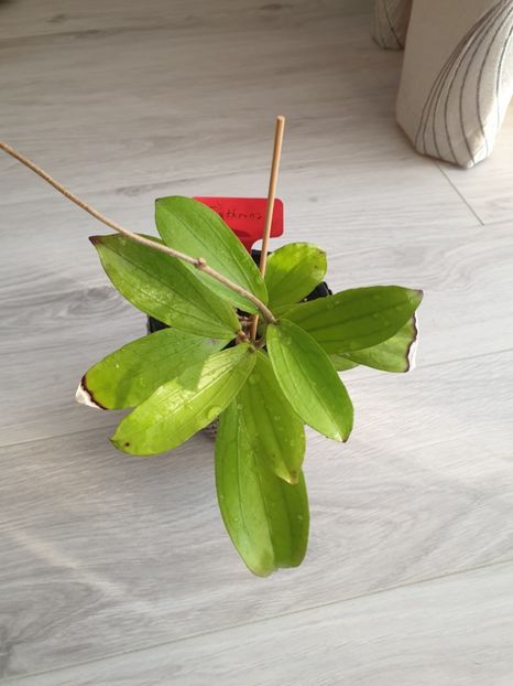 Erythrina - Hoya 2019