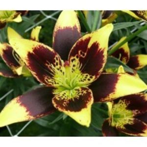 bulbi-crini-easy-dance-0-228x228.jpeg - 0 ACHIZIȚII CRINI ȘI DALI 2019