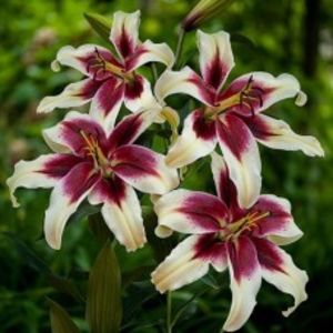 bulbi-crini-zeba-parfumat - 0 ACHIZIȚII CRINI ȘI DALI 2019