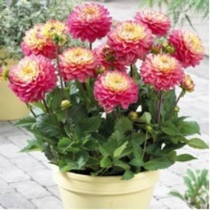 bulbi-dalii-melody-alegro-2-228x228 - 0 ACHIZIȚII CRINI ȘI DALI 2019