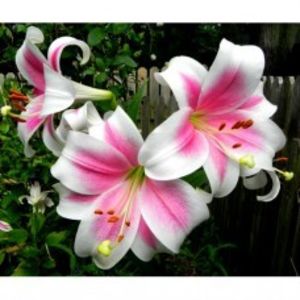 bulbi-crini-triumphator-parfumat - 0 ACHIZIȚII CRINI ȘI DALI 2019