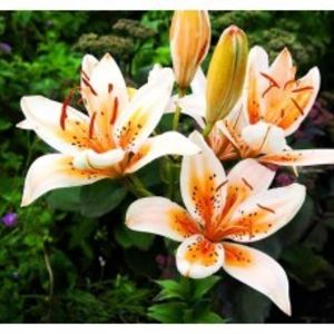 bulbi-crini-orange-electric-2a-228x228 - 0 ACHIZIȚII CRINI ȘI DALI 2019