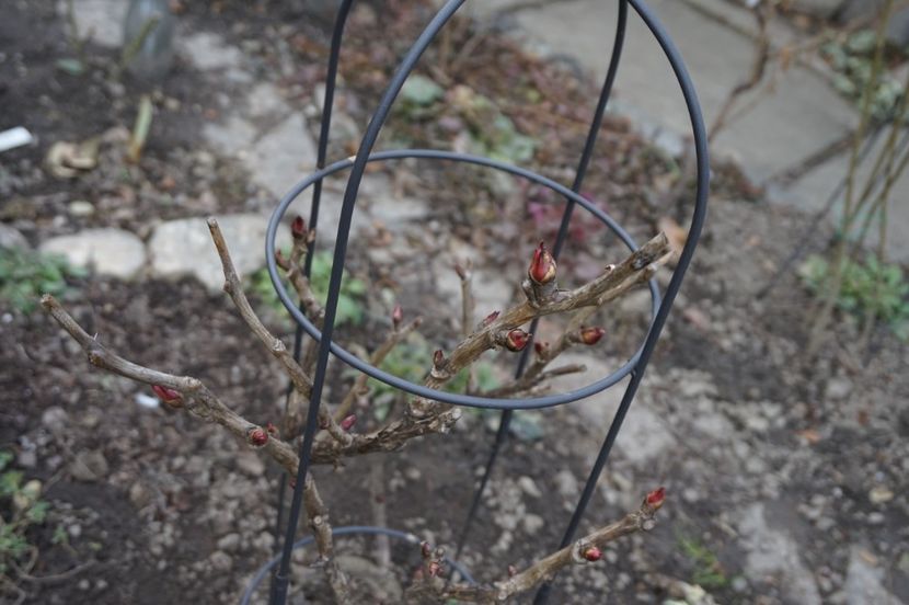  - FEBRUARIE 2019- FEBRUARIE 2020