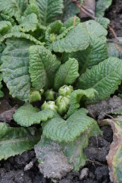  - FEBRUARIE 2019- FEBRUARIE 2020