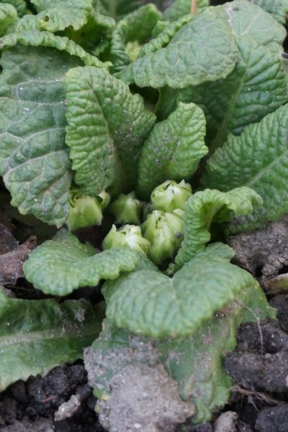  - FEBRUARIE 2019- FEBRUARIE 2020