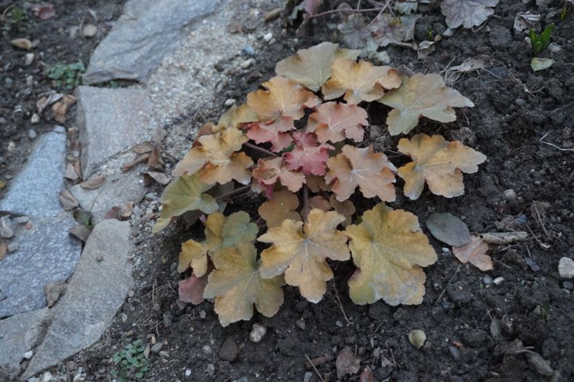  - FEBRUARIE 2019- FEBRUARIE 2020