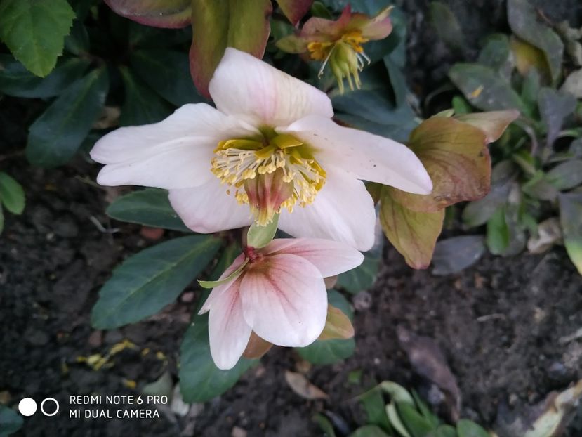  - FEBRUARIE 2019- FEBRUARIE 2020