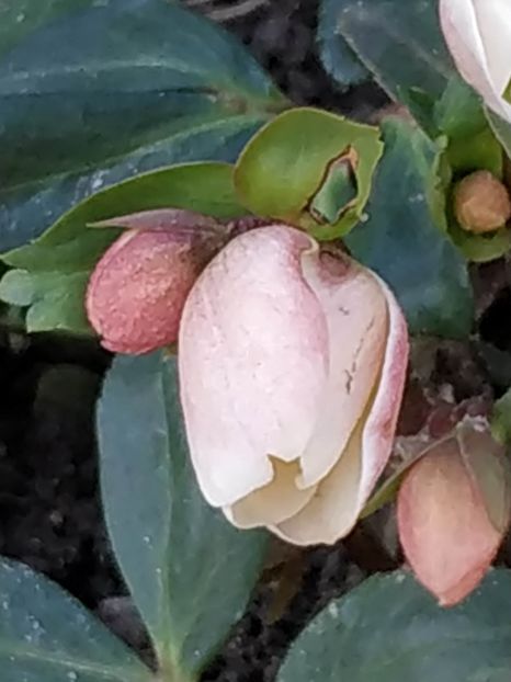  - FEBRUARIE 2019- FEBRUARIE 2020