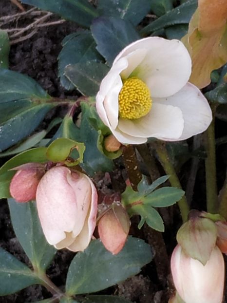  - FEBRUARIE 2019- FEBRUARIE 2020