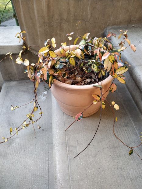  - FEBRUARIE 2019- FEBRUARIE 2020