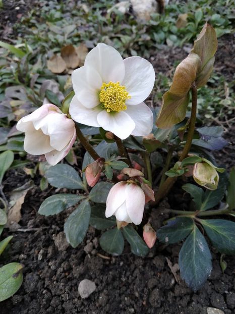  - FEBRUARIE 2019- FEBRUARIE 2020