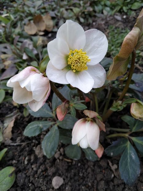  - FEBRUARIE 2019- FEBRUARIE 2020