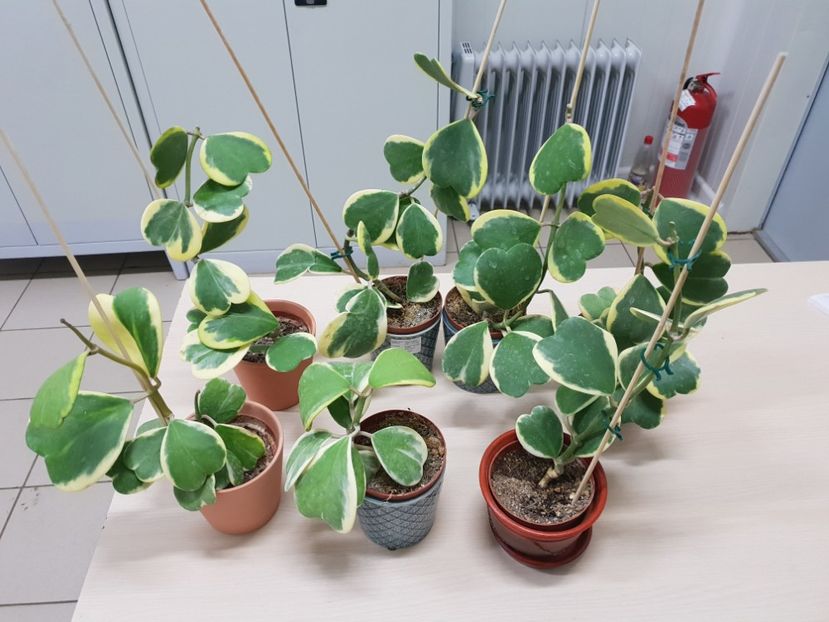 Kerry variegata - Hoya 2019