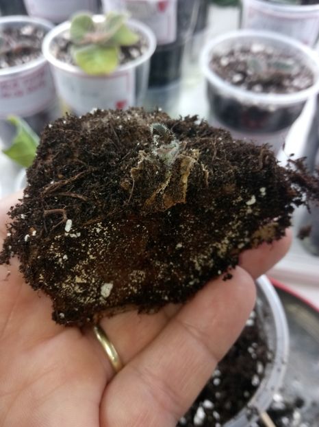 Și a doua jumătate - Am tăiat un bulb de gloxinie 2019