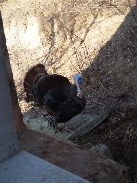  - Curcile mele perlate 2018