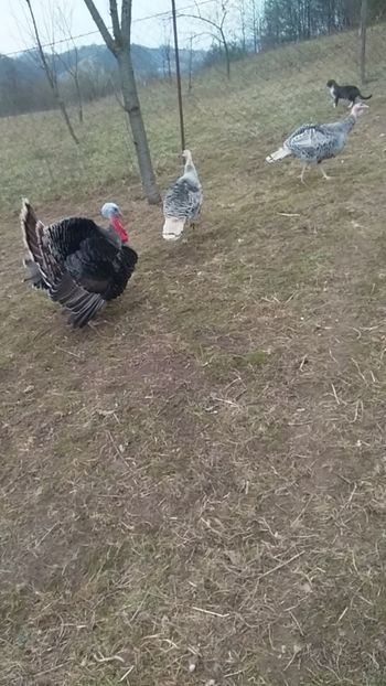  - Curcile mele perlate 2018