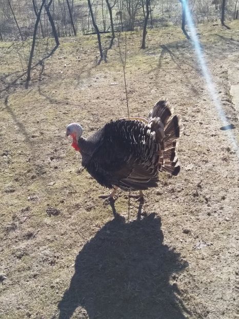  - Curcile mele perlate 2018