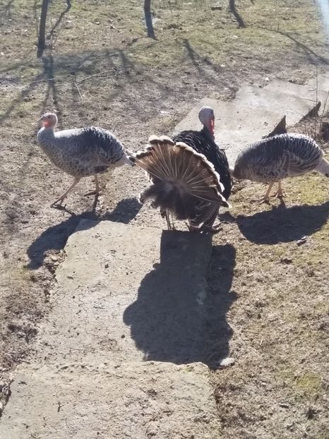  - Curcile mele perlate 2018