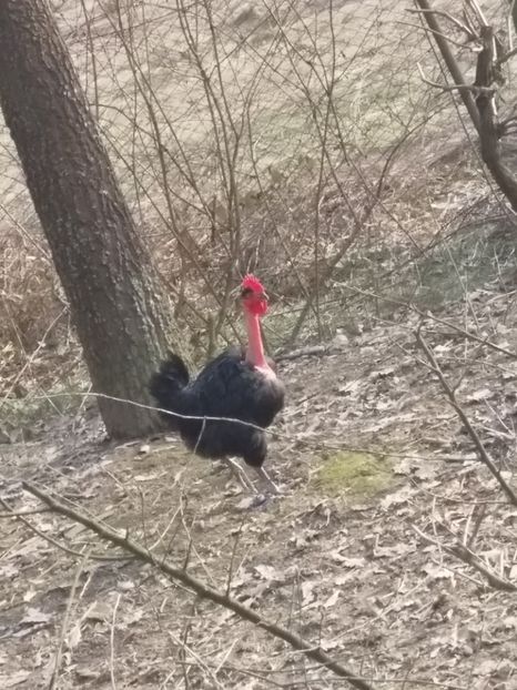  - Găinile mele gat golaș de Transilvania 2018