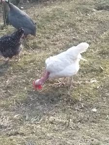  - Găinile mele gat golaș de Transilvania 2018