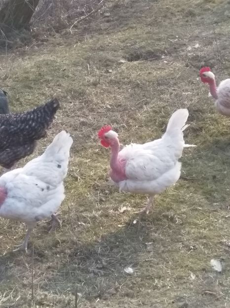  - Găinile mele gat golaș de Transilvania 2018