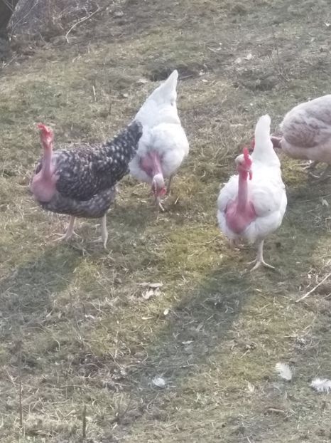  - Găinile mele gat golaș de Transilvania 2018