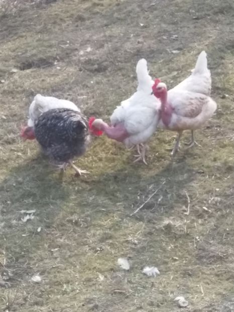  - Găinile mele gat golaș de Transilvania 2018