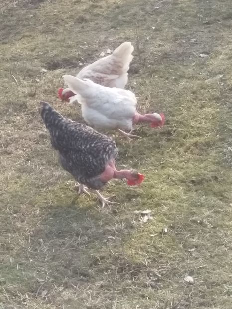  - Găinile mele gat golaș de Transilvania 2018