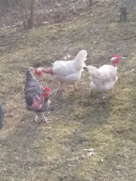  - Găinile mele gat golaș de Transilvania 2018